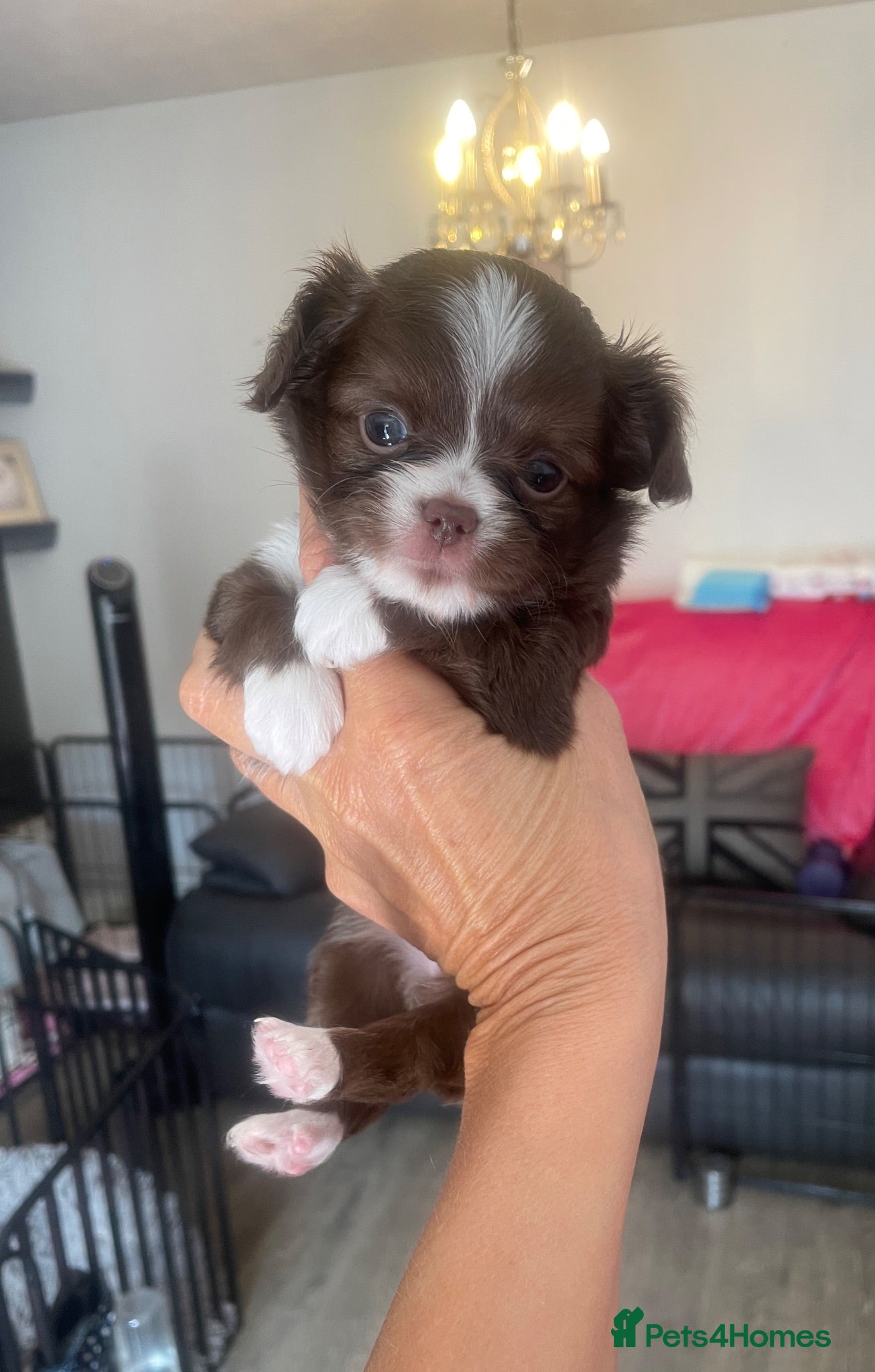 Chihuahua dogs Beautiful kc-reg longcoat Chi-babies 💖🌟💖 - Advert 7