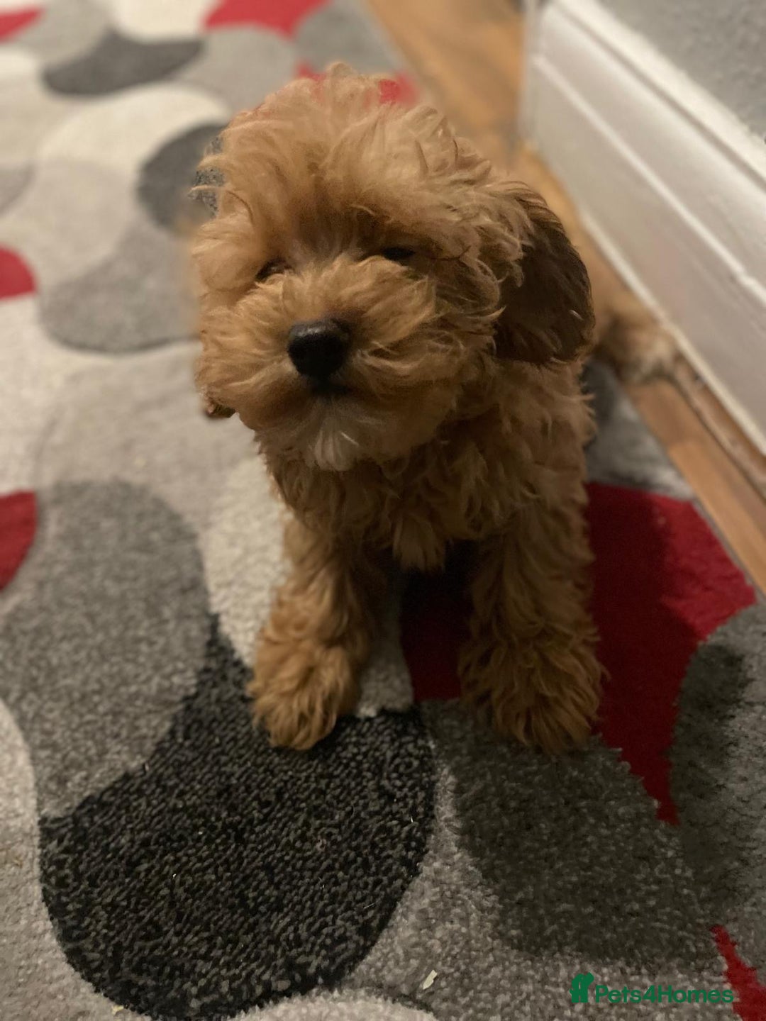 Maltipoo dogs for sale: Toy Maltipoo Ready to go - Advert 17