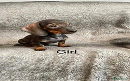 Dachshund dogs for sale: Dachshund Puppies Ready Now Fully Vaccinated  - Image 4