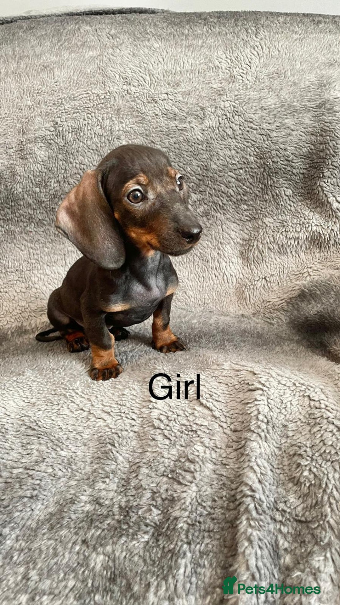 Dachshund dogs for sale: Dachshund Puppies Ready Now Fully Vaccinated  - Image 4