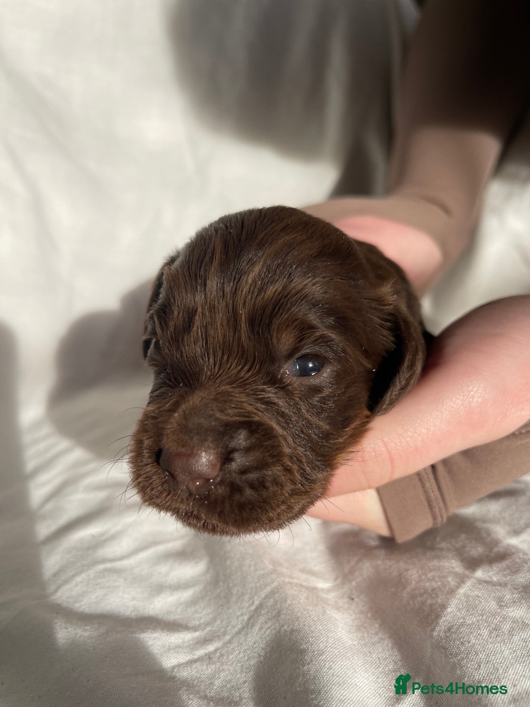 Cocker Spaniel dogs for sale: Cocker Spaniel puppies - Advert 5