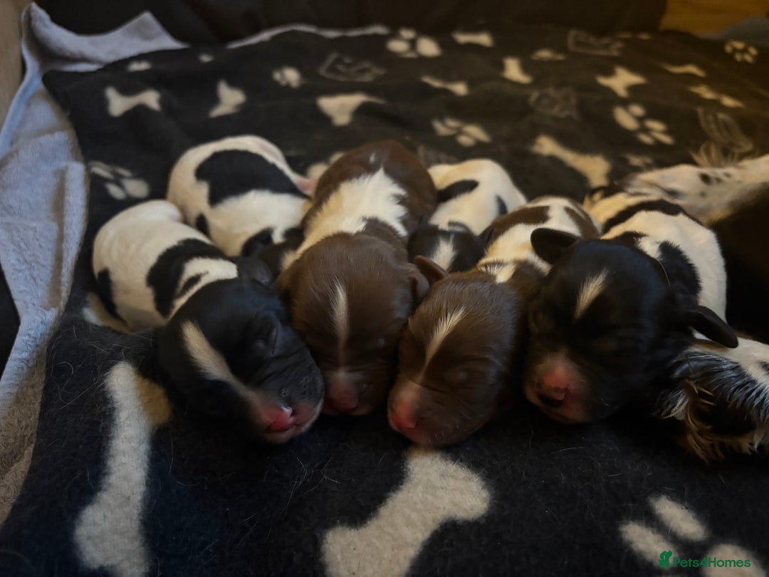 English Springer Spaniel dogs for sale: Springer Spaniel Puppies - mixed colours  - Advert 3