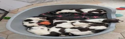 English Springer Spaniel dogs for stud: KC ESS, DNA Clear inc DAMS - Advert 5