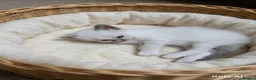 Ragdoll cats for sale: Beautiful Blue Point Ragdoll Kittens 🐾💙 - Advert 6
