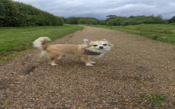 Chihuahua dogs for sale: Chihuahua puppies - Image 18
