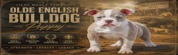 Old Tyme Bulldog dogs for sale: 23 YEARS, EXPERIENCE, 5 STAR RATED, LICENSED - Advert 2