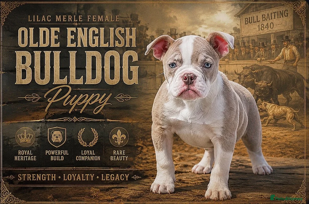 Old Tyme Bulldog dogs for sale: 23 YEARS, EXPERIENCE, 5 STAR RATED, LICENSED - Advert 2