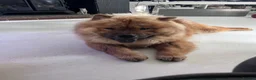 Chow Chow dogs for sale: Mikey the chow  - Advert 5