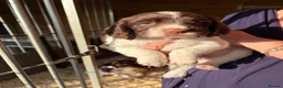 English Springer Spaniel dogs for sale: KC Springer Spaniel Pups - Advert 11