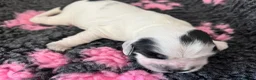 Cocker Spaniel dogs for sale: Gorgeous Show Type Cocker Spaniel Puppies KC Reg - Advert 10