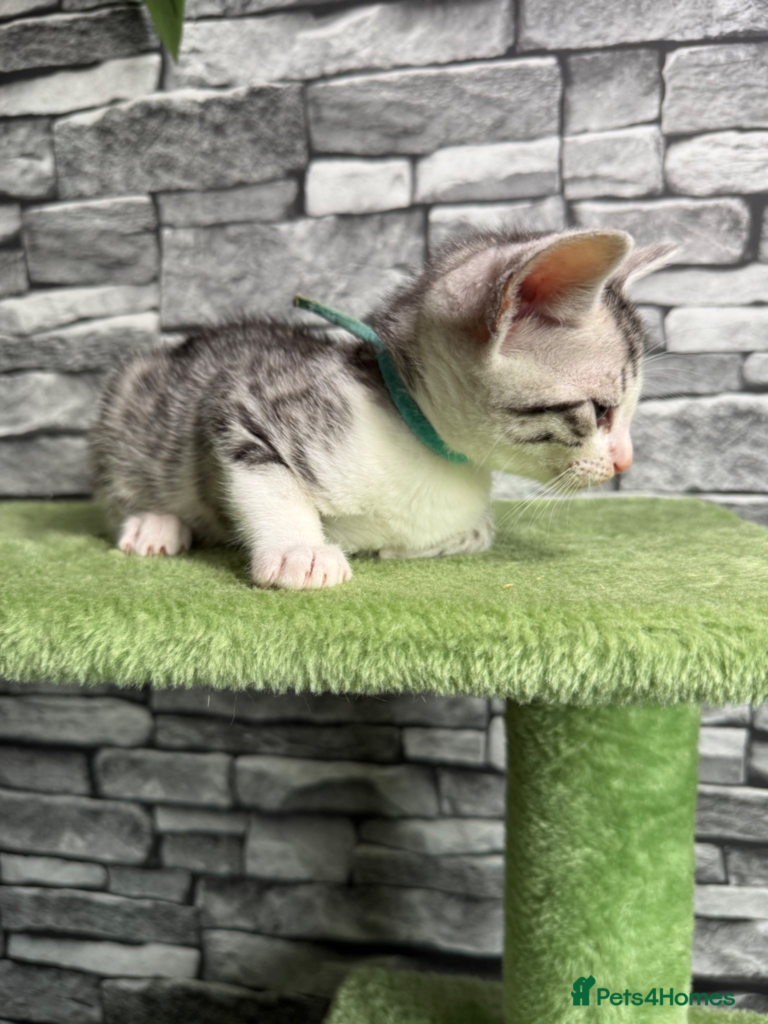 Bengal cats !! READY TO LEAVE !!bengal cross breed 🩷 - Advert 2