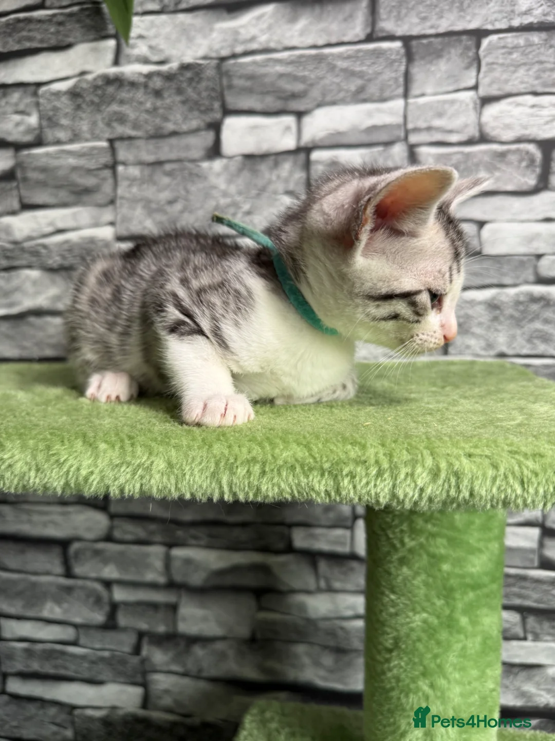 Bengal cats for sale: 5 beautiful girl bengal cross breed 🩷 - Advert 2