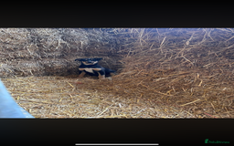 Welsh Collie dogs for sale: Welsh sheepdog pups  - Image 4