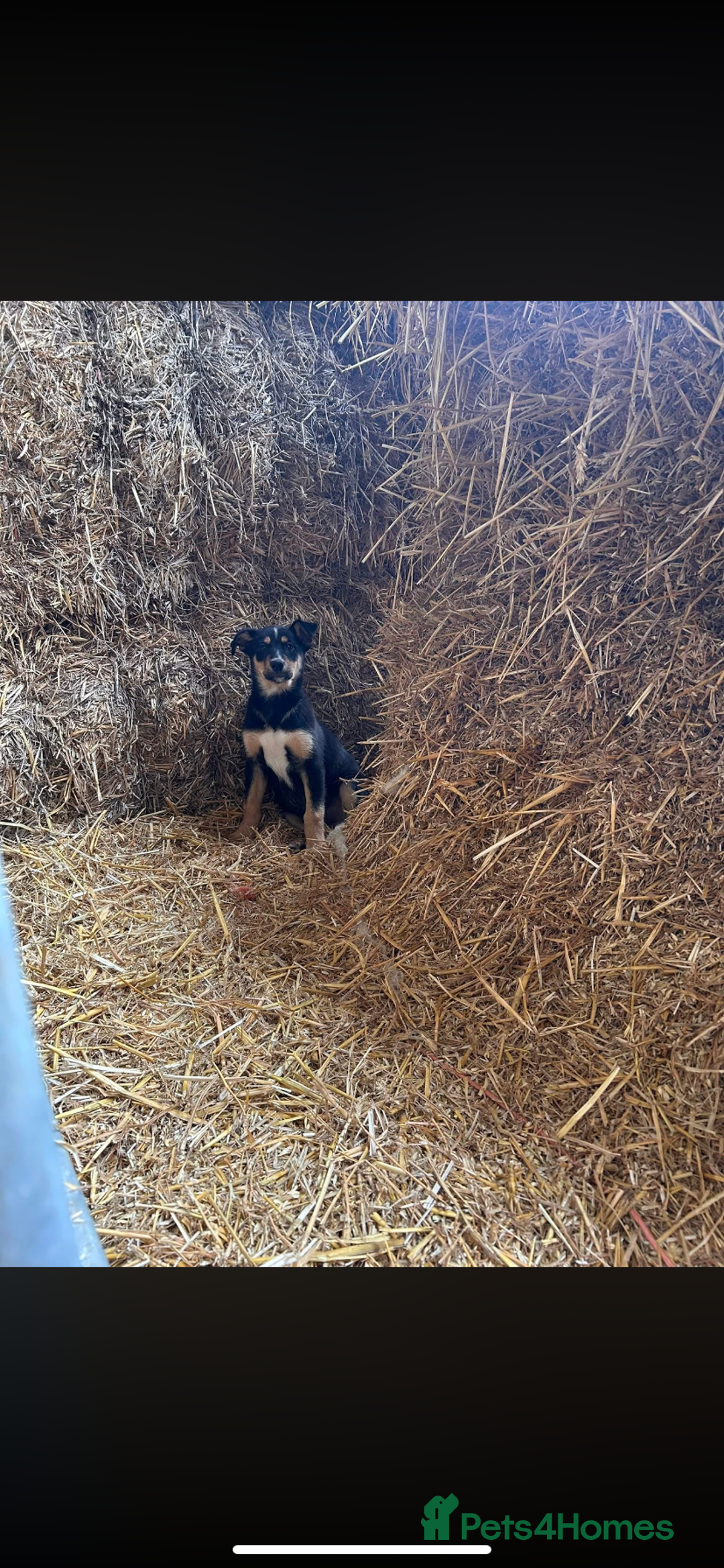 Welsh Collie dogs for sale: Welsh sheepdog pups  - Image 4