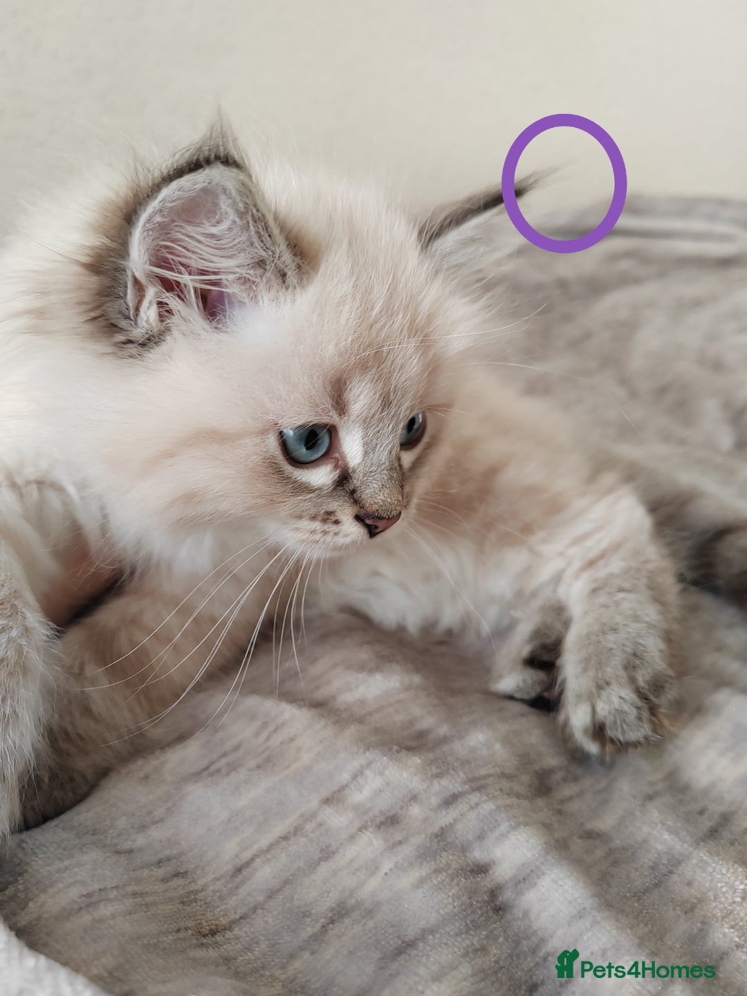 Ragdoll cats for sale: Gorgeous lot of Siberian and Ragdoll mix kittens  - Advert 3