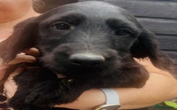 Labradoodle dogs for sale: F1 labradoodle puppies  - Image 7