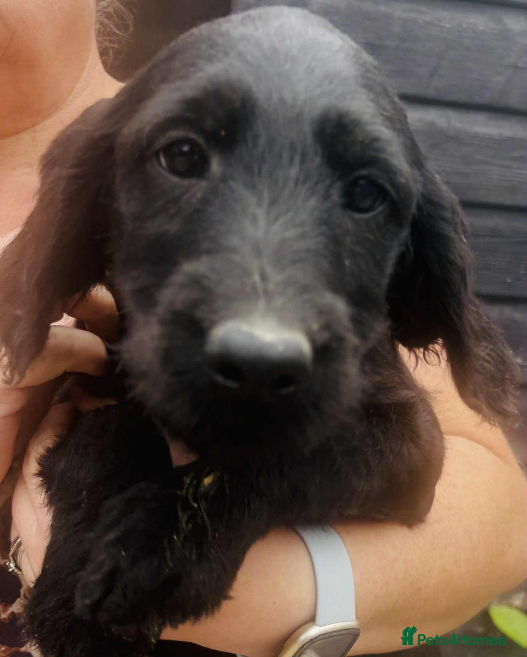 Labradoodle dogs for sale: F1 labradoodle puppies  - Image 7