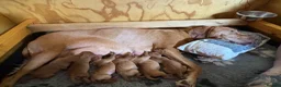 Hungarian Vizsla dogs for sale: Litter of stunning Viszlas!! - Advert 7