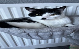 Mixed Breed cats for sale: Four cats for sale - Image 3