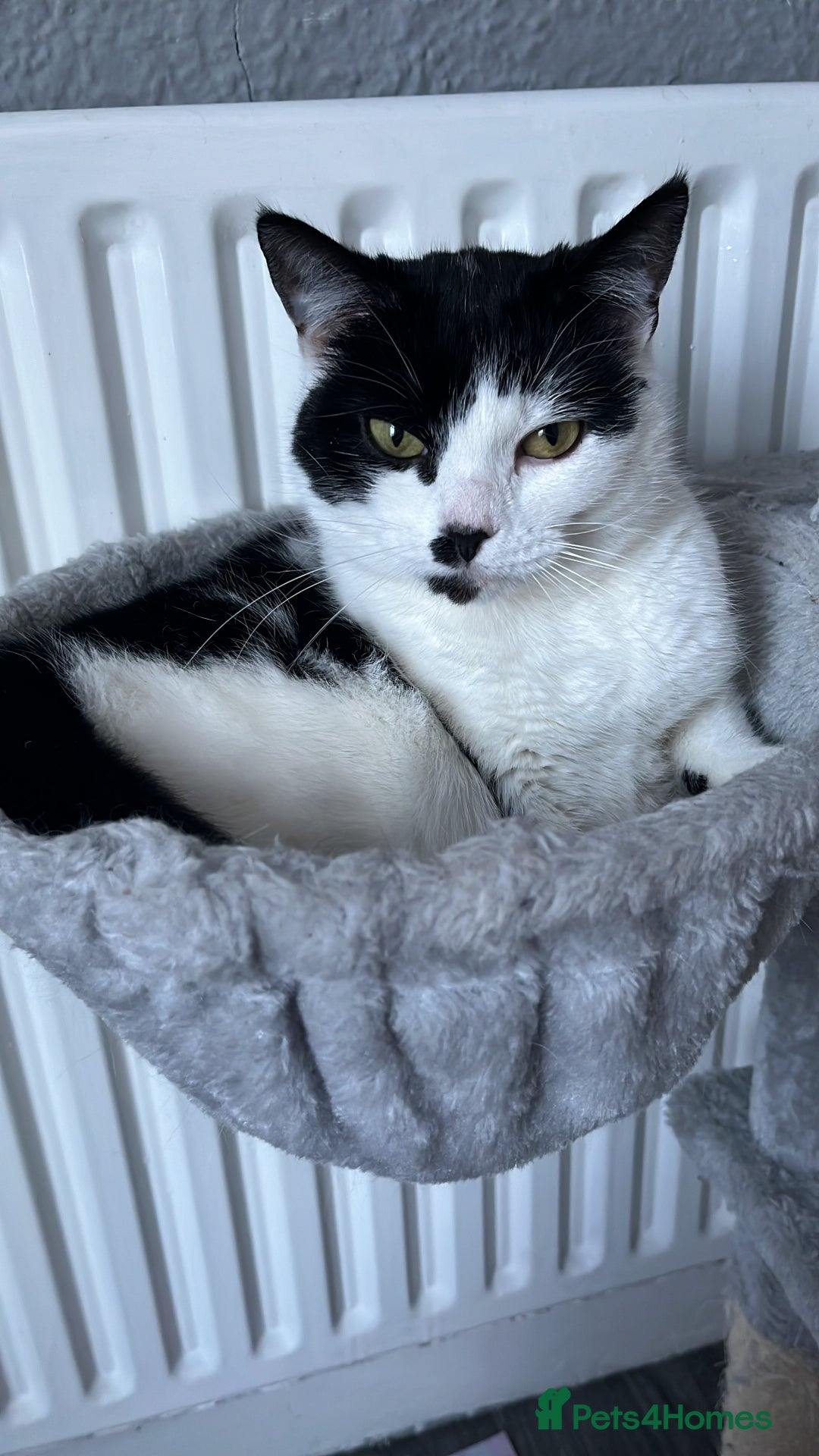 Mixed Breed cats for sale: Four cats for sale - Image 3