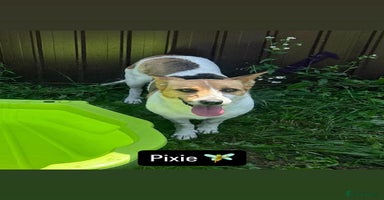 Mixed Breed dogs - Advert 3