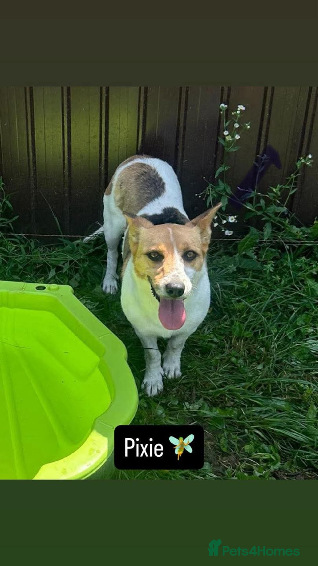 Mixed Breed dogs for sale: Pretty Pixie 😍 - Image 3