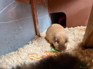 Guinea Pig rodents Californian female guinea pig - Advert 1
