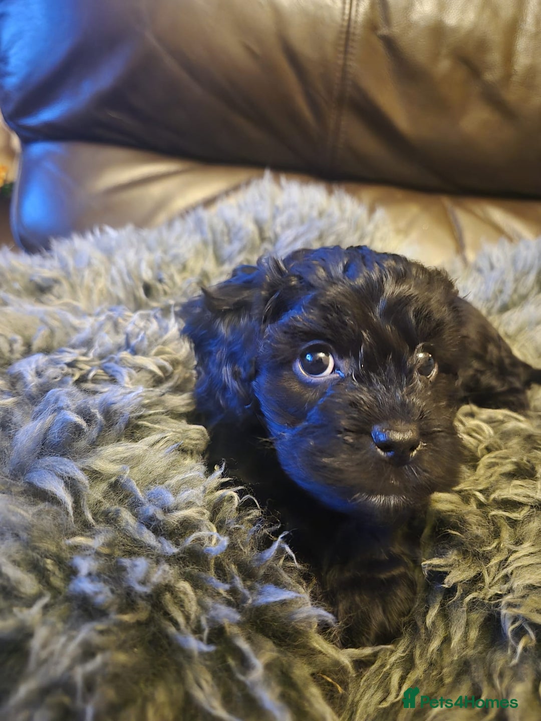 Mixed Breed dogs for sale: Mixed-breed  - Advert 22