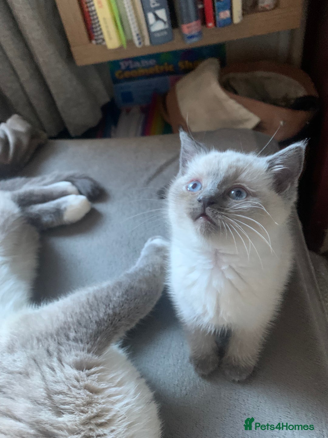 Persian cats for sale: cute 9wk old adorable bundle of joy Persian kitten - Advert 16