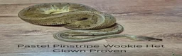 Python Snake reptiles for sale: Variety of Royal Pythons - Advert 5