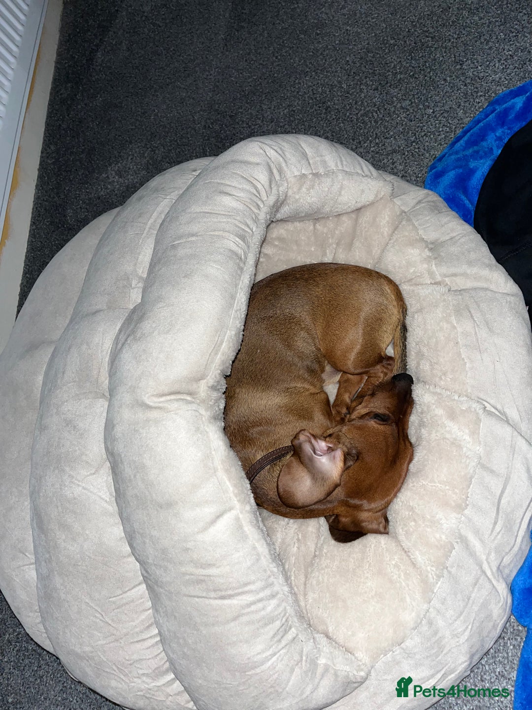 Dachshund dogs for sale: 1 year old Dachshund  - Advert 6