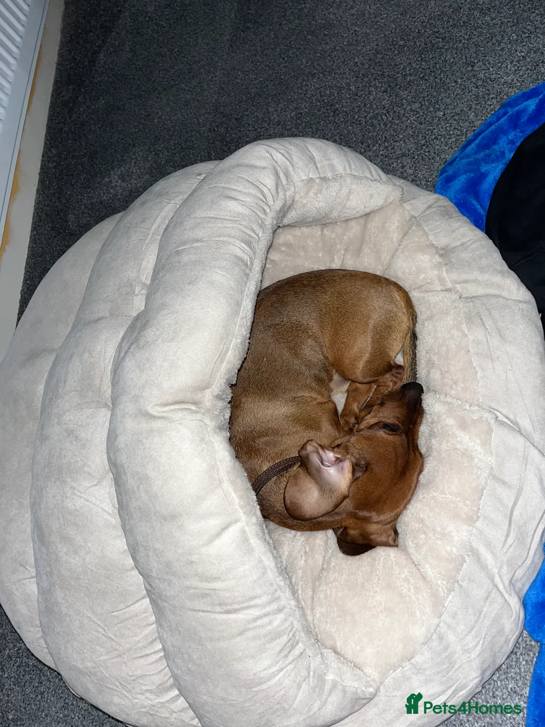 Dachshund dogs for sale: 1 year old Dachshund  - Advert 6