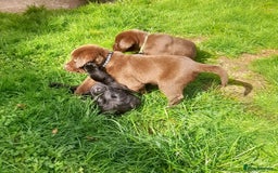 Labrador Retriever dogs for sale: Labrador puppies - Image 9