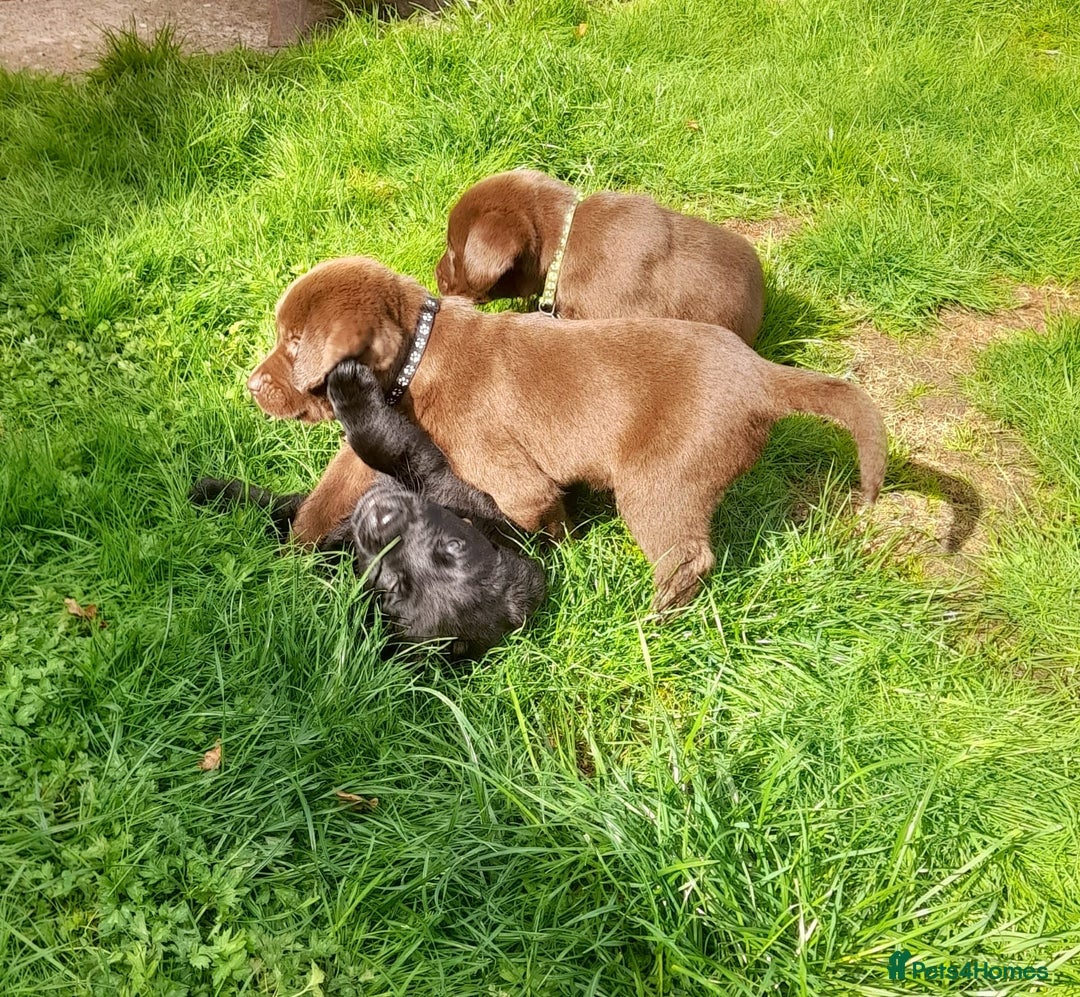 Labrador Retriever dogs for sale: Labrador puppies - Image 9
