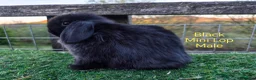 Mini Lop rabbits for sale: Various young Mini Lops  in Ashton-under-Lyne - Advert 4
