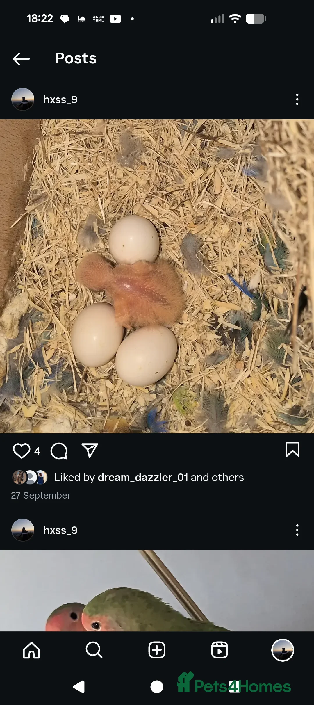 Lovebirds birds for sale: Semi tame proven Breeding pair for rehoming  - Advert 2