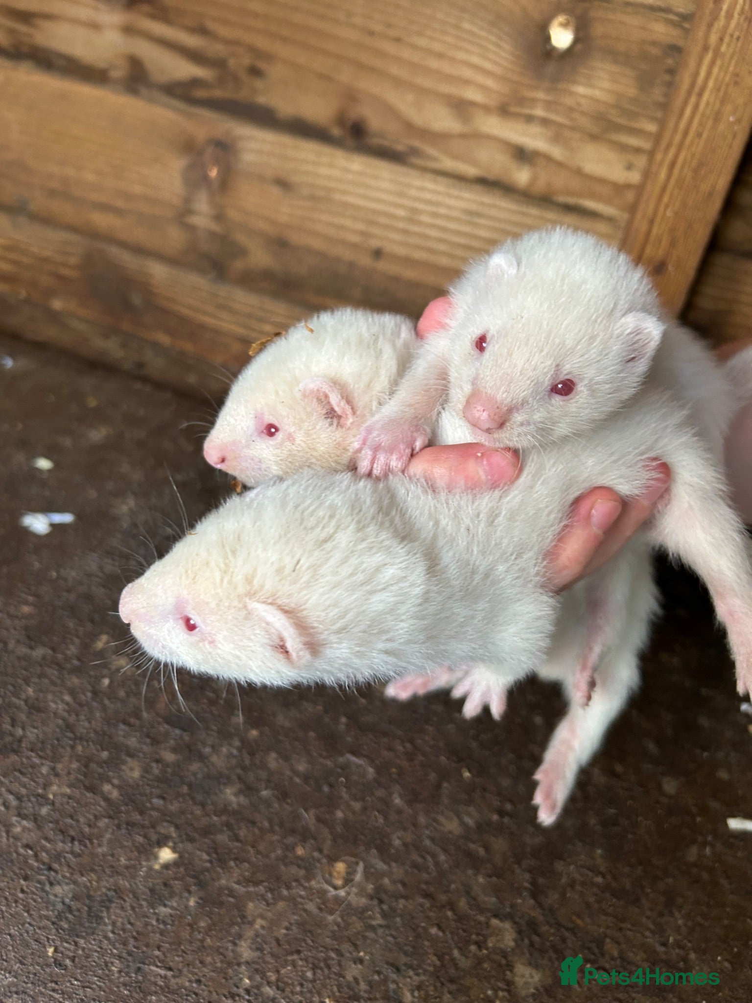 Ferret rodents Albino hobs  - Advert 10
