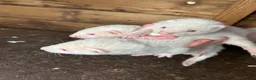 Ferret rodents for sale: Albino & sandy hobs  in Sudbury - Advert 2