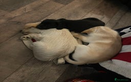 Mixed Breed dogs for sale: Lovely Cockapoo Huskie Cross Male Puppies - Image 6