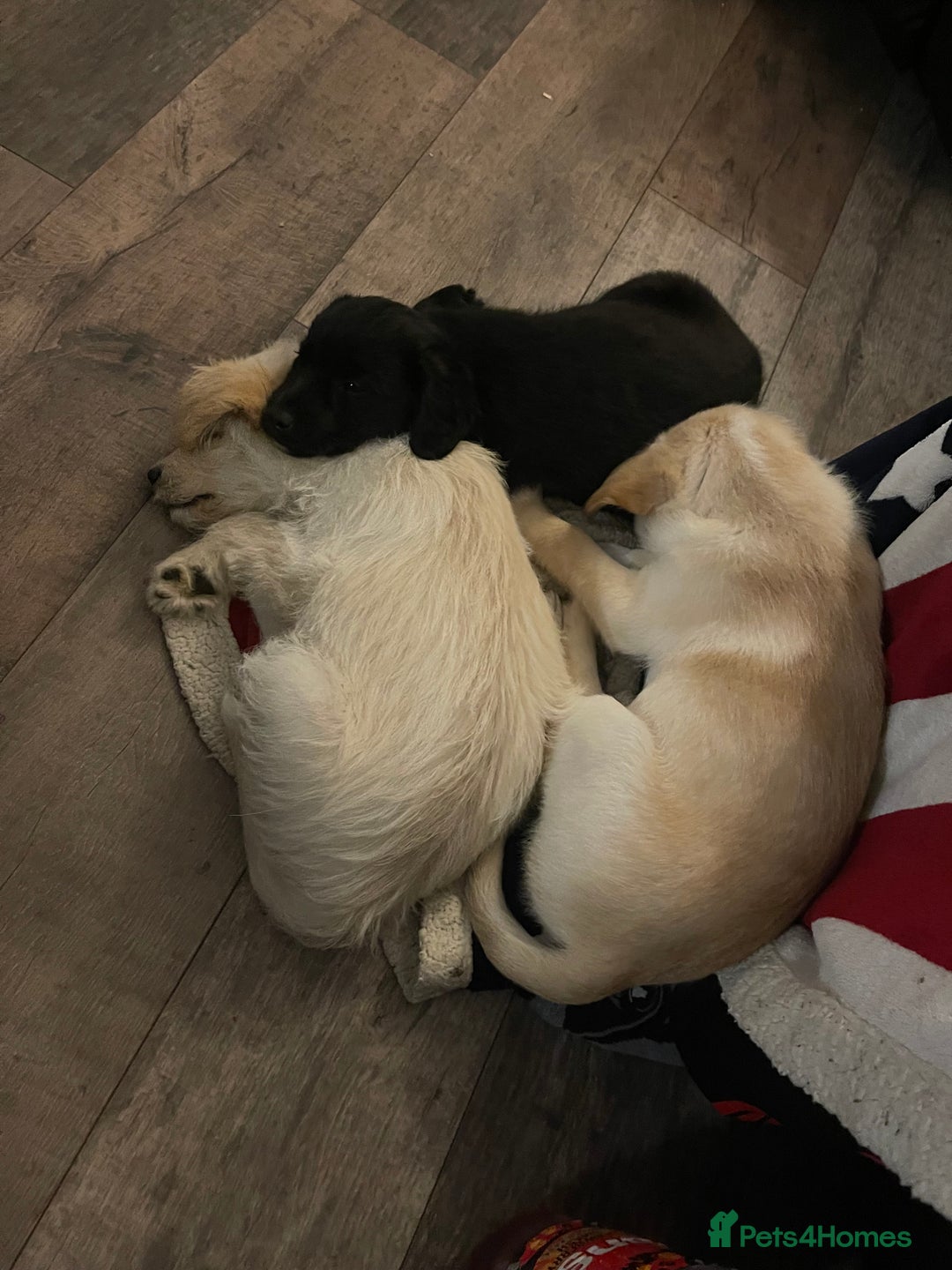Mixed Breed dogs for sale: Lovely Cockapoo Huskie Cross Male Puppies - Image 6
