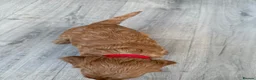 Cockapoo dogs for sale: F1 cockapoo for sale - Advert 15