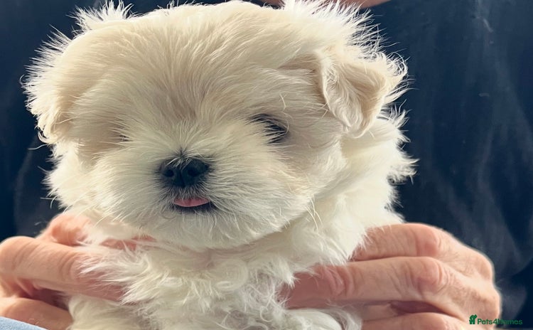 Maltese dogs - Advert 13
