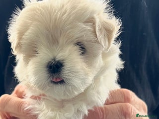 Maltese dogs - Advert 11