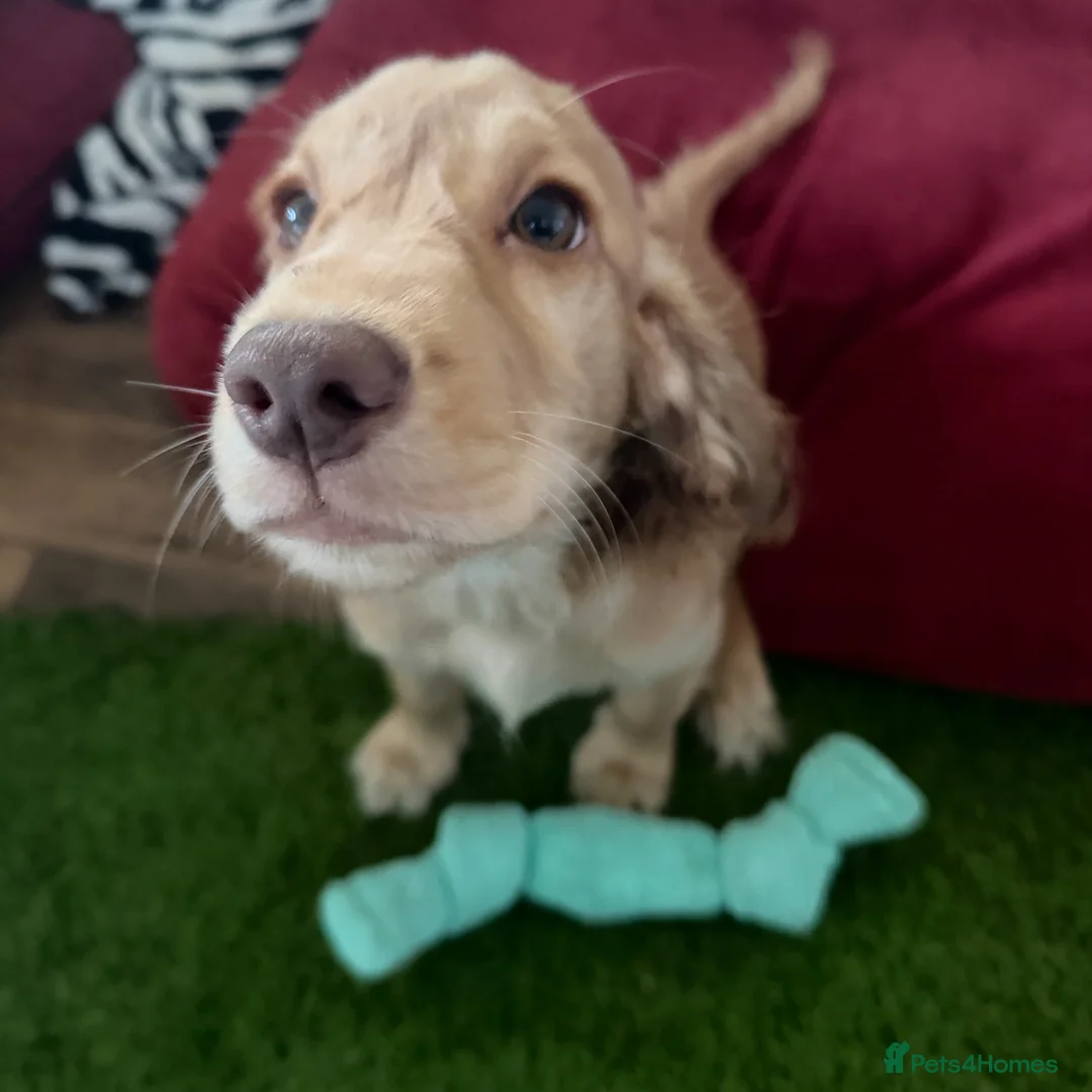 Cocker Spaniel dogs for sale: 6 Gorgeous Cocker Spaniel Puppies Left - Advert 2