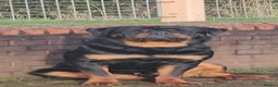 Rottweiler dogs for sale: Paalo - Advert 1