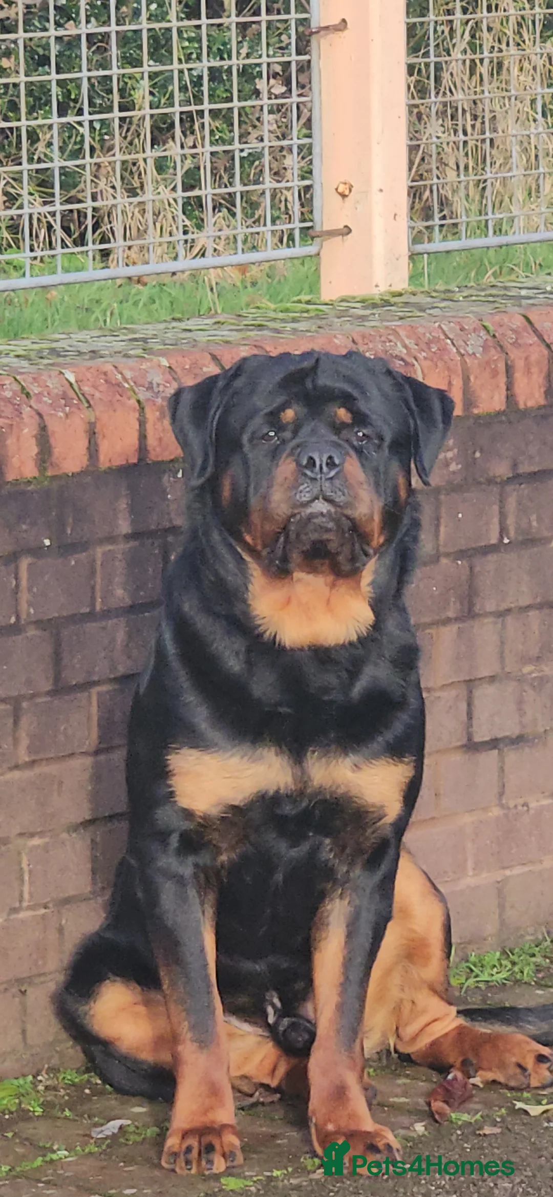 Rottweiler dogs for sale: Paalo - Advert 1