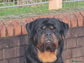 Rottweiler dogs Paalo - Advert 1
