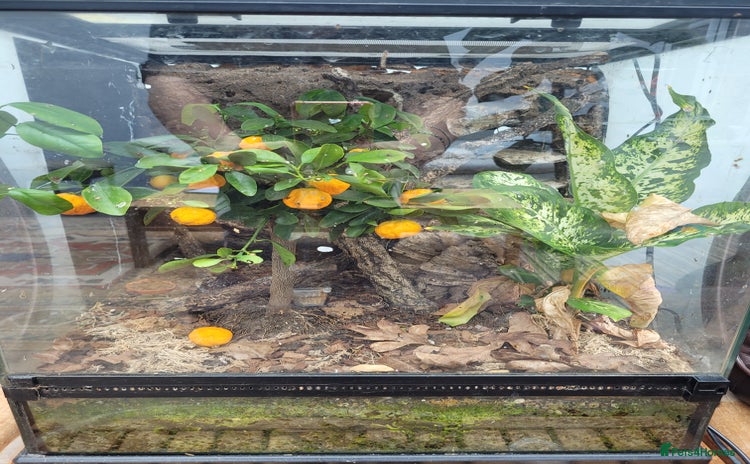 Gecko reptiles - Advert 4