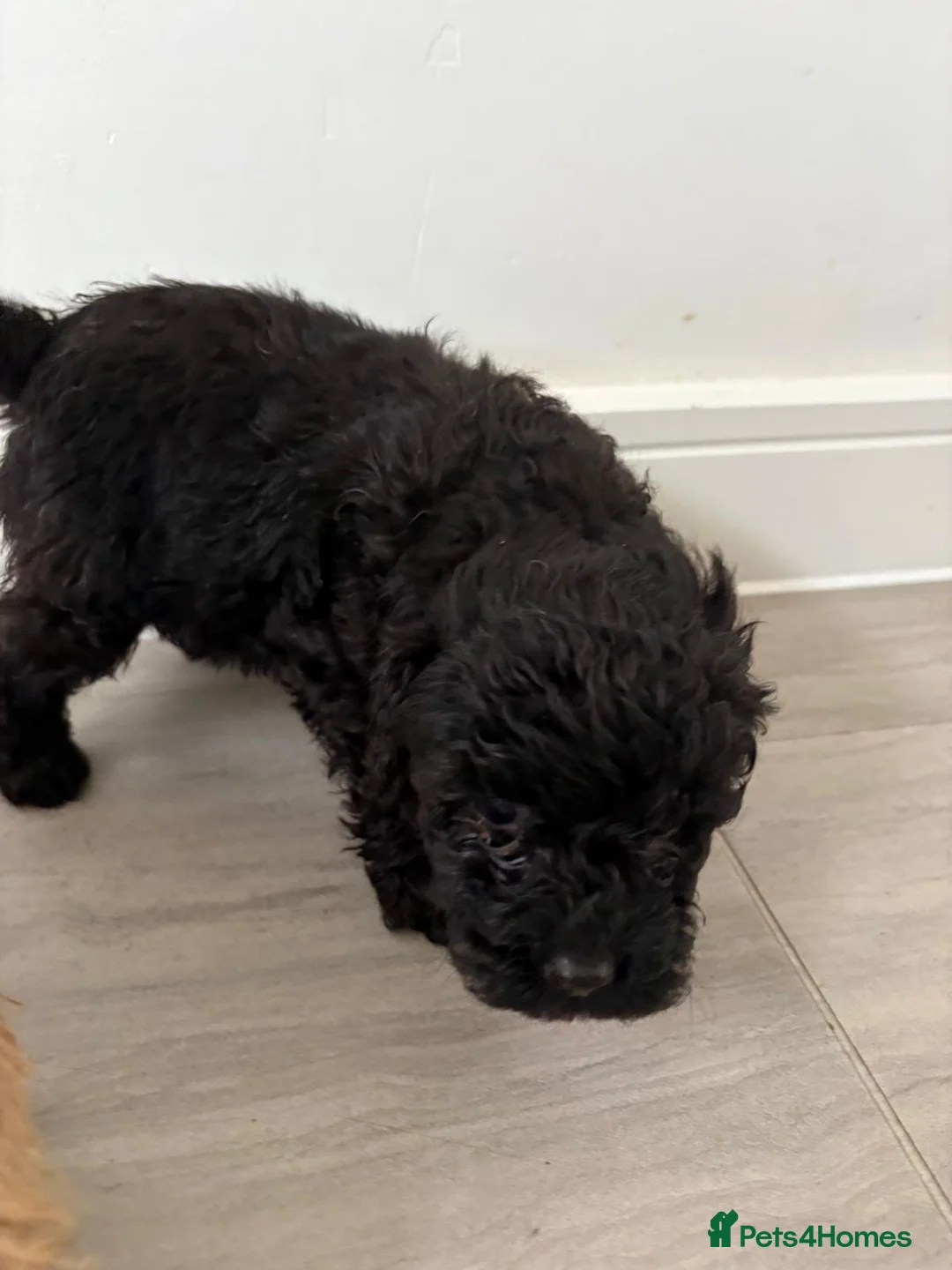 Cockapoo dogs for sale: Two Beautiful Cockapoo puppies for sale  - Advert 15