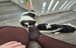Cockalier dogs for sale: Cavalier king Charles spaniel x cocker spaniel  - Image 19